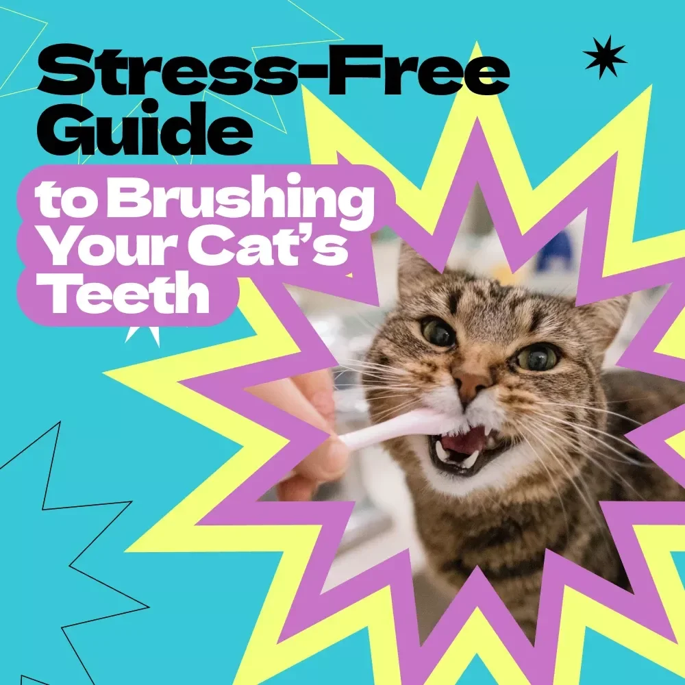 Stress-Free Guide to Brushing Your Cat’s Teeth – A Calm & Easy Routine for Pet Owners | how to brush cat teeth without stress eBook & Checklist