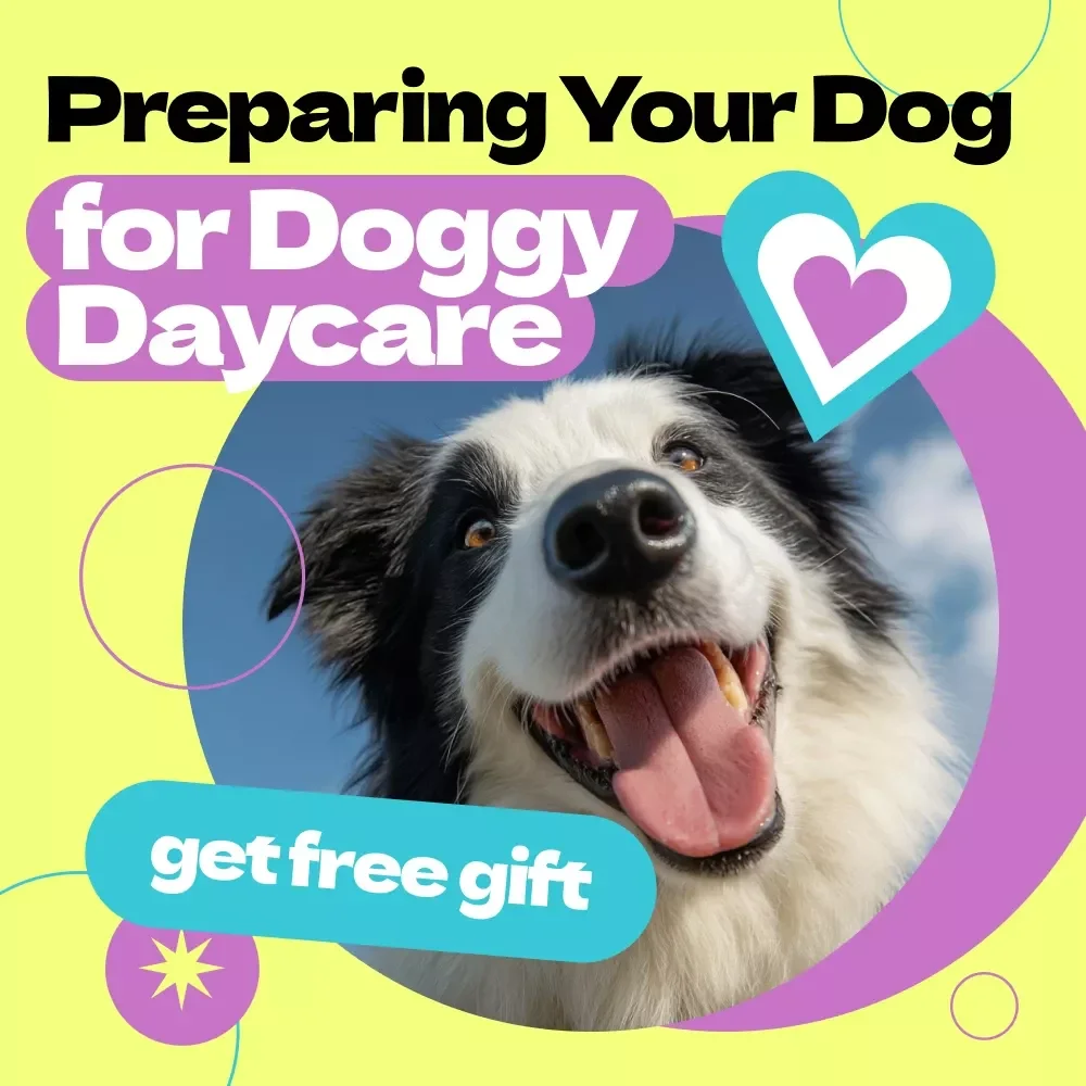 Preparing Your Dog for Doggy Daycare – Complete Guide on how to prepare dog for doggy daycare, Training Tips, Behavior Insights & First Day Success Plan
