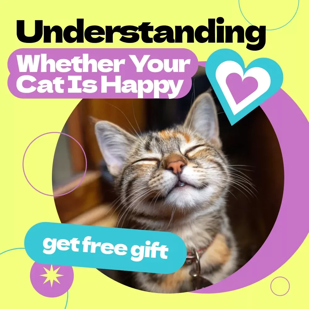 Understanding Whether Your Cat Is Happy – A Complete Guide on How to Tell If Cat Is Happy, Decode Behavior, and Create a Joyful Life