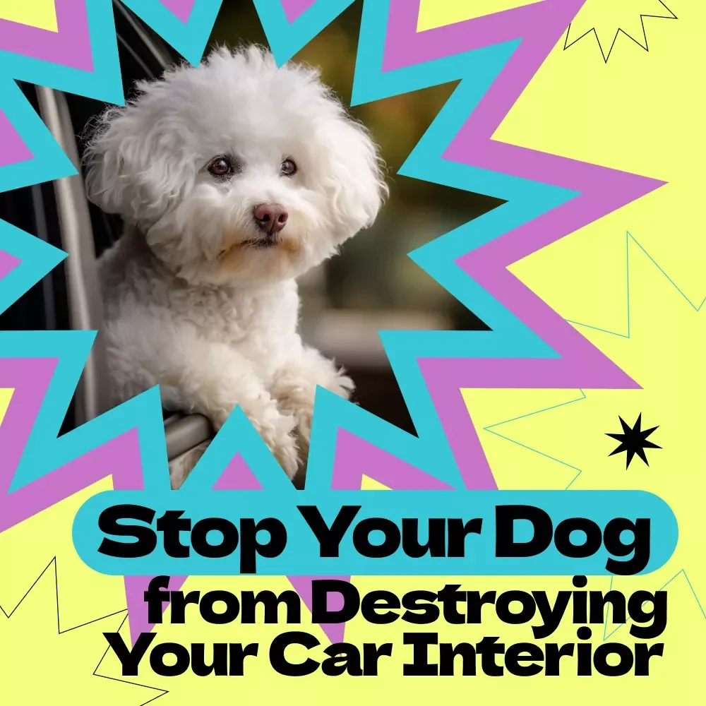 How to Stop Your Dog from Destroying Your Car Interior – Proven Guide on how to stop dog from destroying car interior, Calm Travel Training & Stress-Free Rides