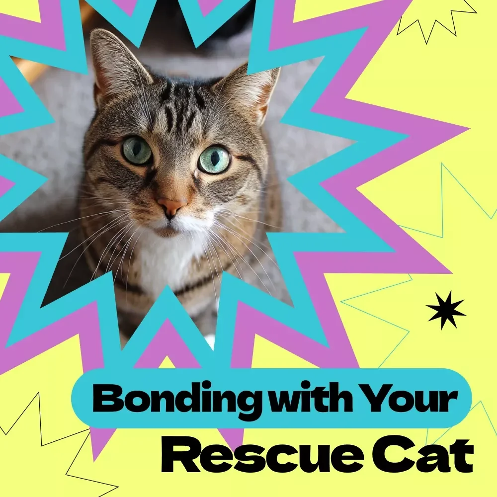 Gentle Guide to Bonding With Your Rescue Cat | How to Bond With Rescue Cat eBook, New Cat Owner Guide, Trust Building Checklist, Cat Behavior Help