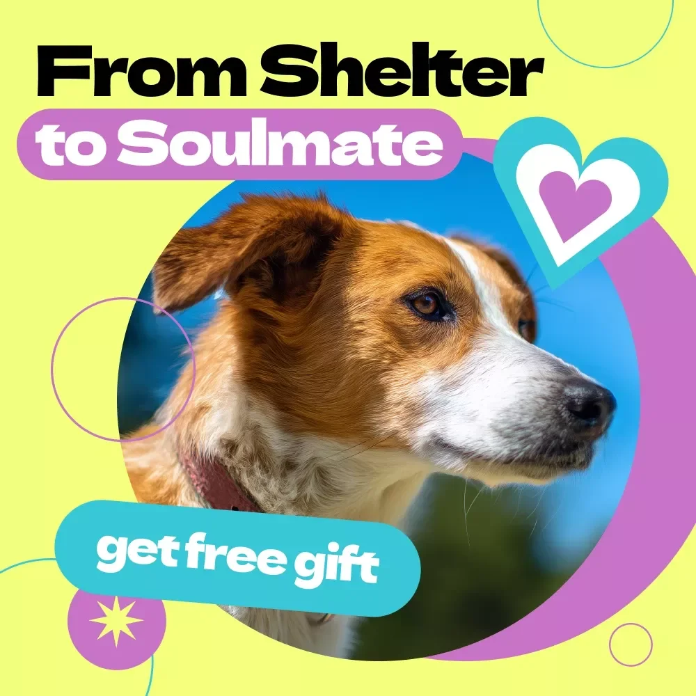 From Shelter to Soulmate: Bonding with Your Rescue Dog – A Complete Guide on how to bond with rescue dog, Build Trust, and Create a Lifelong Connection