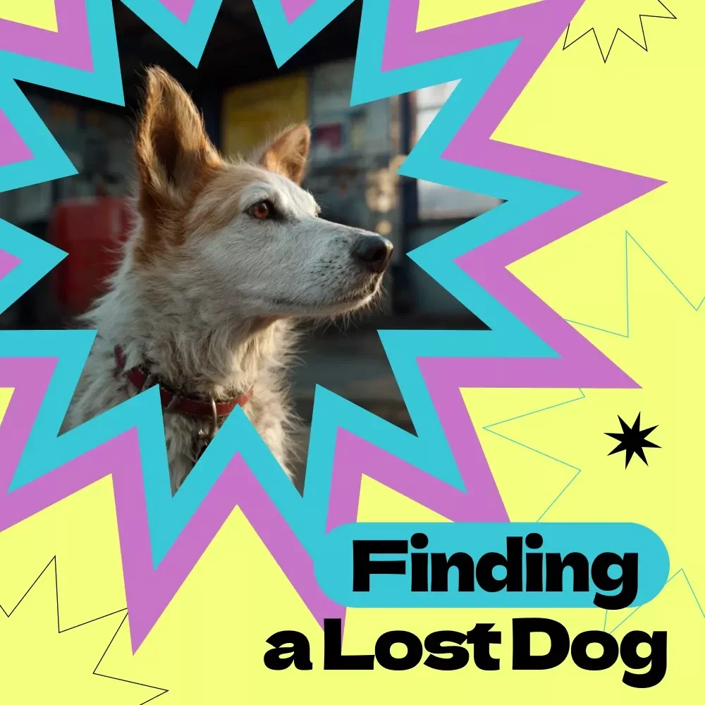 Fast-Action Guide to Finding a Lost Dog – Proven Steps on how to find lost dog fast, Emergency Pet Recovery Checklist, Quick Response Lost Dog Search Plan