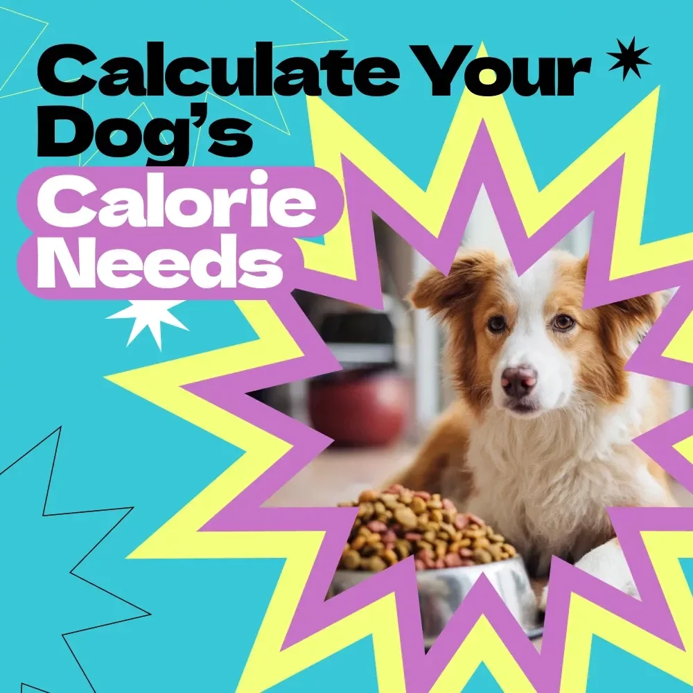 Calculate Your Dog’s Calorie Needs – Printable Checklist Guide for Pet Owners | How to Calculate Dog Calorie Needs Easily at Home