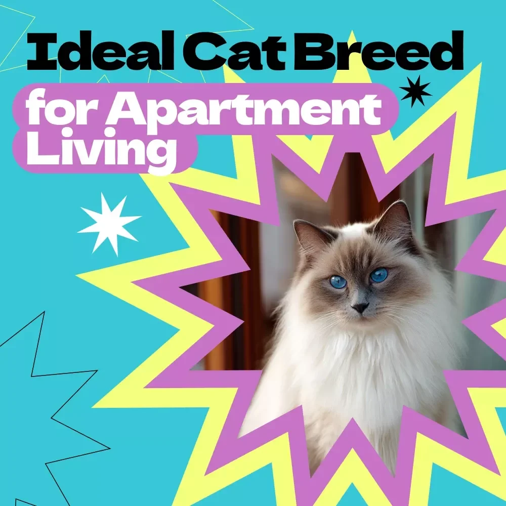Choosing the Ideal Cat Breed for Apartment Living – How to Choose Cat Breed for Apartment | Digital eBook Guide for First-Time Cat Owners & Small Space Living