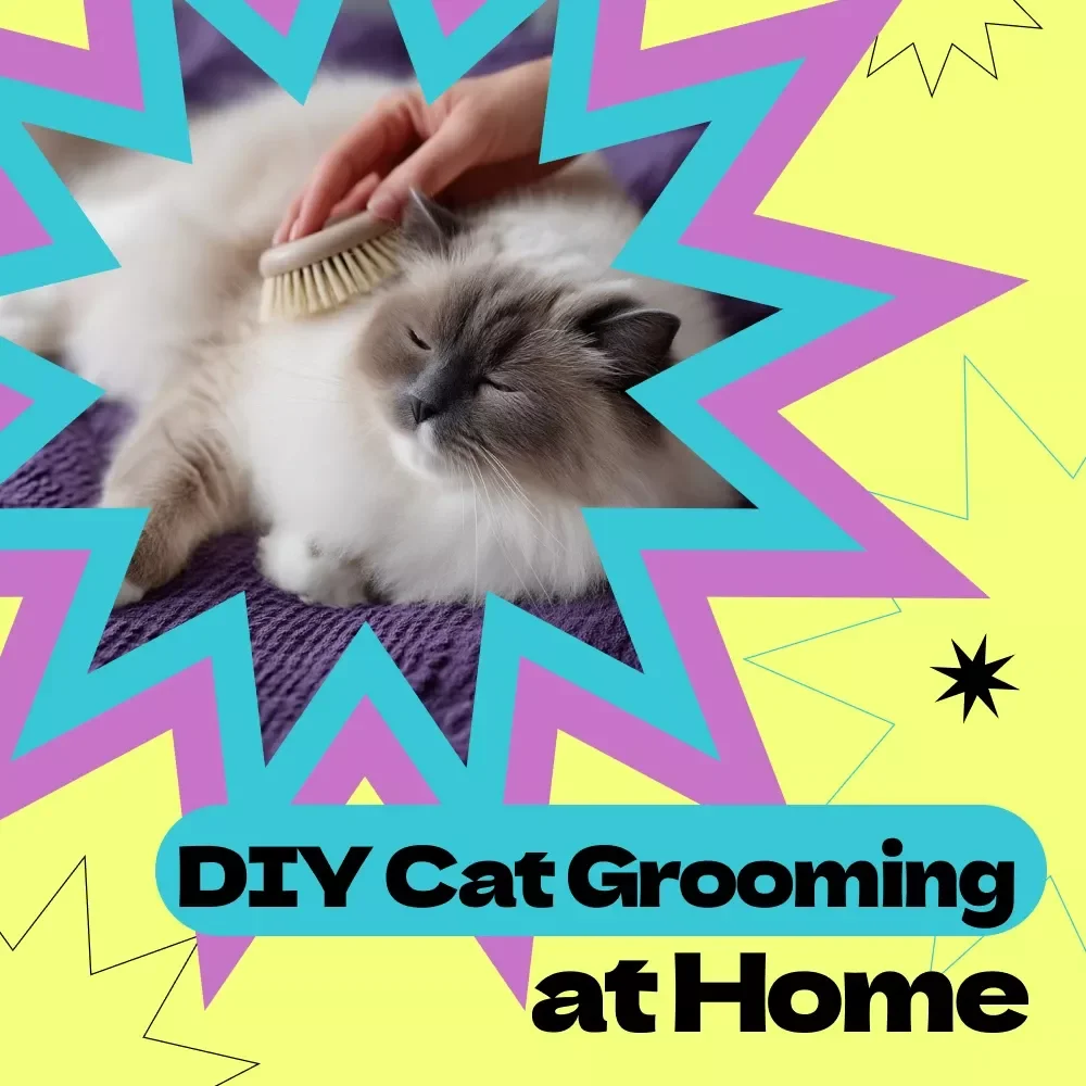 DIY Cat Grooming at Home eBook: Complete Guide on How to DIY Cat Grooming at Home with Tools, Techniques, Stress-Free Tips & Grooming Routines