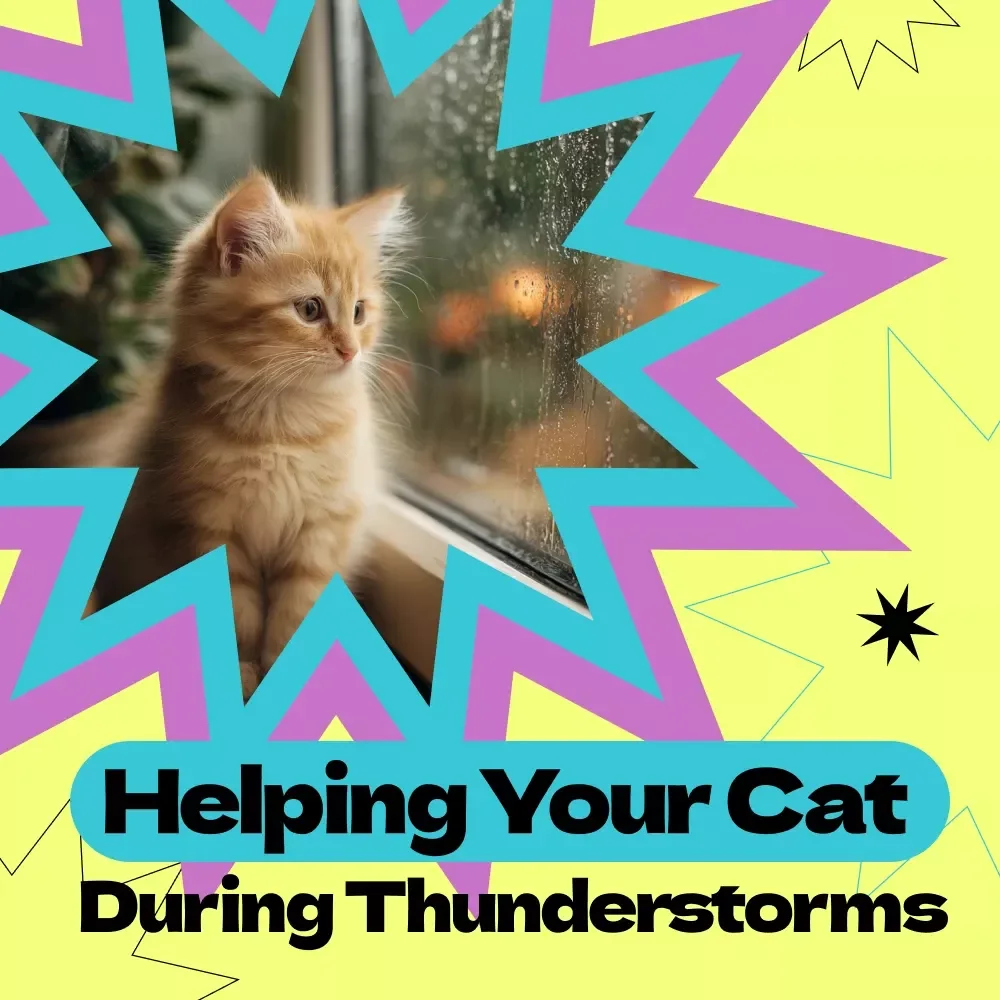 Helping Your Cat During Thunderstorms – Complete Guide on how to keep cat calm during thunderstorms, Anxiety Relief Tips, Safe Space Setup, AI Storm-Calming Plan for Cats