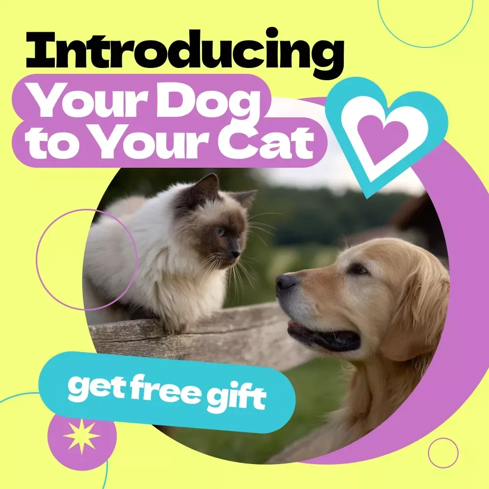 Introducing Your Dog to Your Cat – Complete Guide on How to Introduce Dog to Cat Safely & Stress-Free | Step-by-Step Training, Behavior Tips & AI Tools