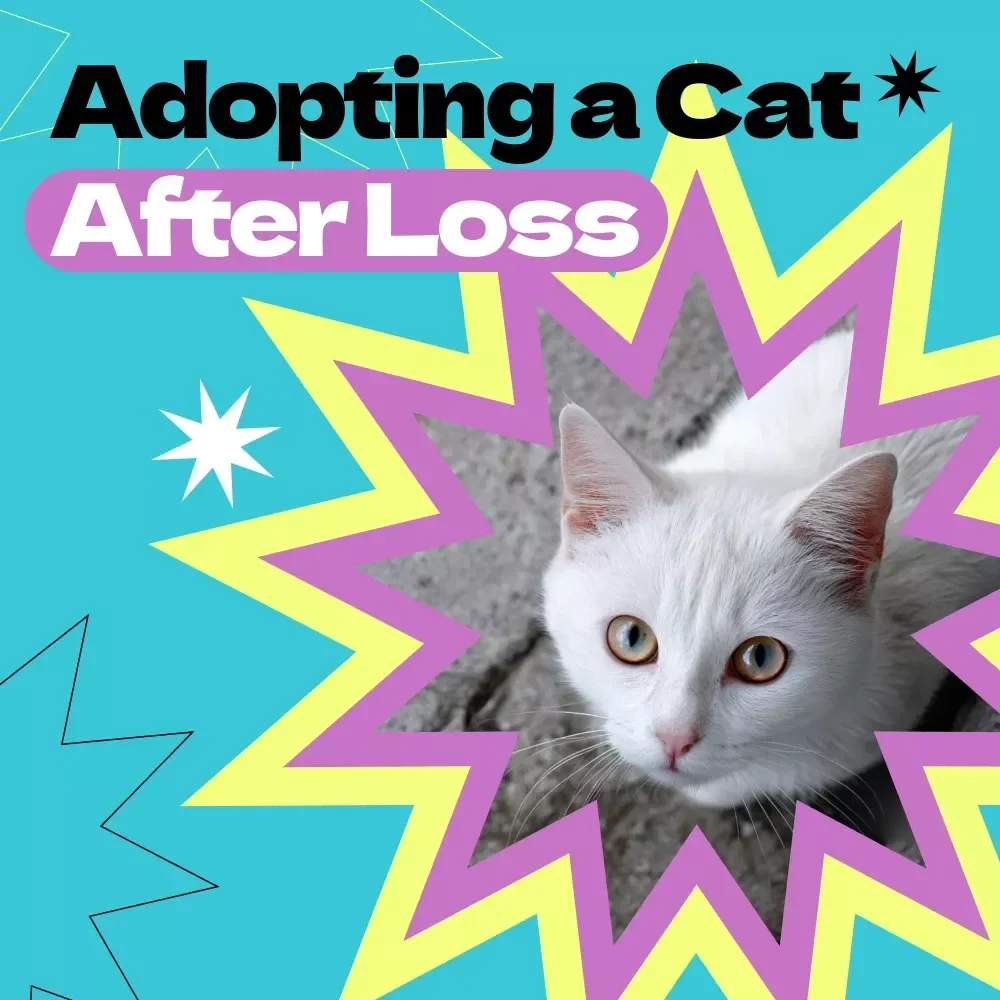 Healing Paws: Adopting a Cat After Loss – A Compassionate Guide on how to adopt a cat after loss, Emotional Healing & Finding the Right Feline Companion
