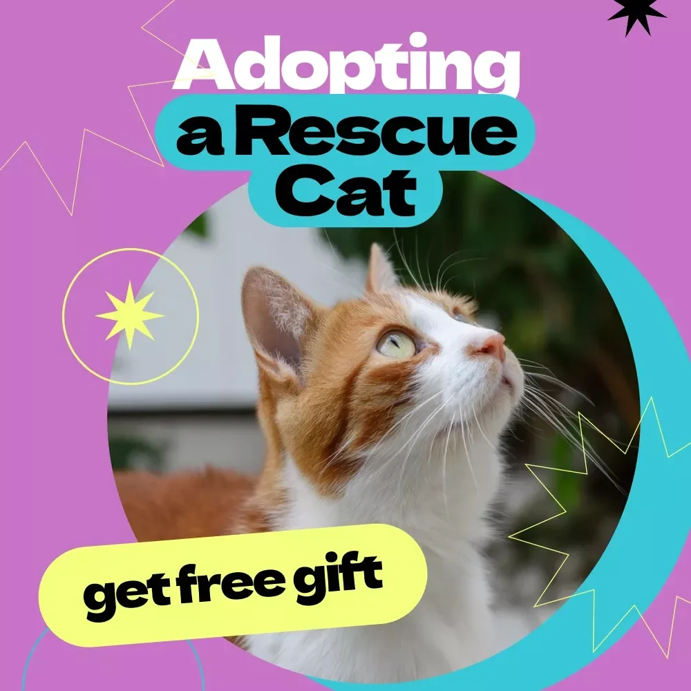 Adopting a Rescue Cat Checklist – How to Adopt a Rescue Cat Step-by-Step Guide for First-Time Pet Parents & Cat Lovers
