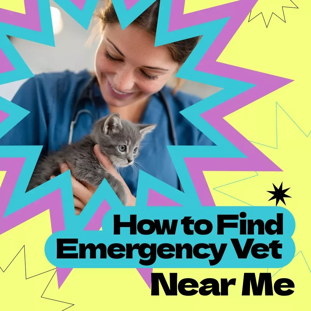 Finding an Emergency Vet Nearby – Printable Checklist Guide for Pet Owners | how to find emergency vet near me | 24-Hour Animal Hospital Search Planner