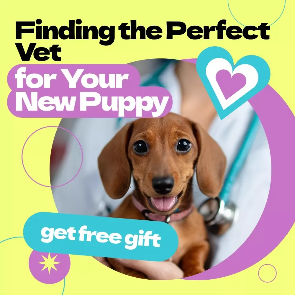 Finding the Perfect Vet for Your New Puppy – Complete Guide on how to choose a vet for new puppy, First-Time Puppy Owner Checklist & Vet Selection eBook