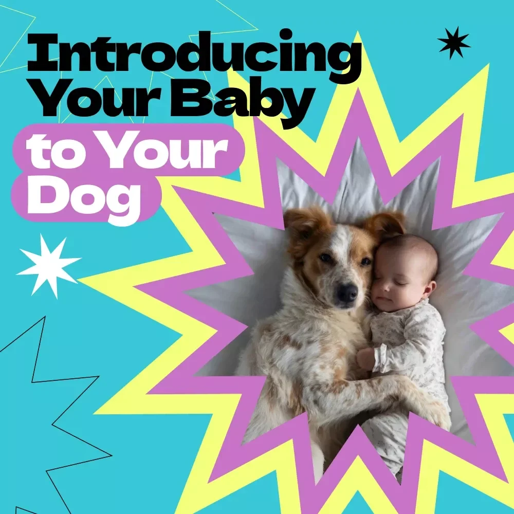 Introducing Your Baby to Your Dog: Complete Guide on How to Introduce Baby to Dog, Safe First Meetings, Bonding Tips & Training for New Parents