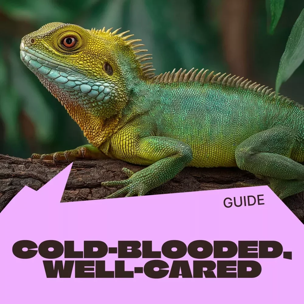 Cold-Blooded, Well-Cared | Reptile Care Beginner Guide for New Owners | Step-by-Step Habitat, Feeding & Daily Care Digital Guide