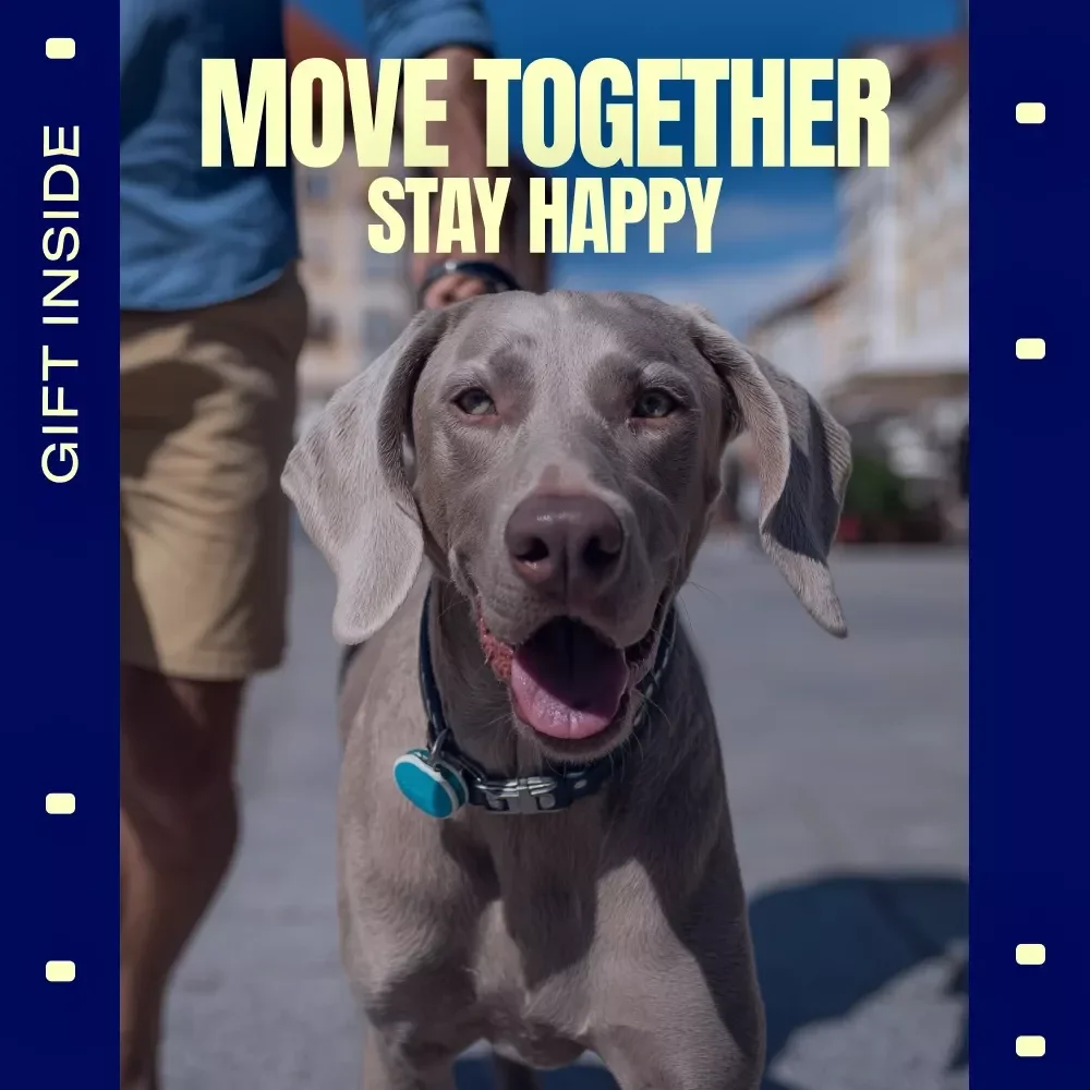 Move Together, Stay Happy – A Practical Guide to Staying Active With Pets Daily | Easy Routines, Micro-Activities & Real-Life Stories