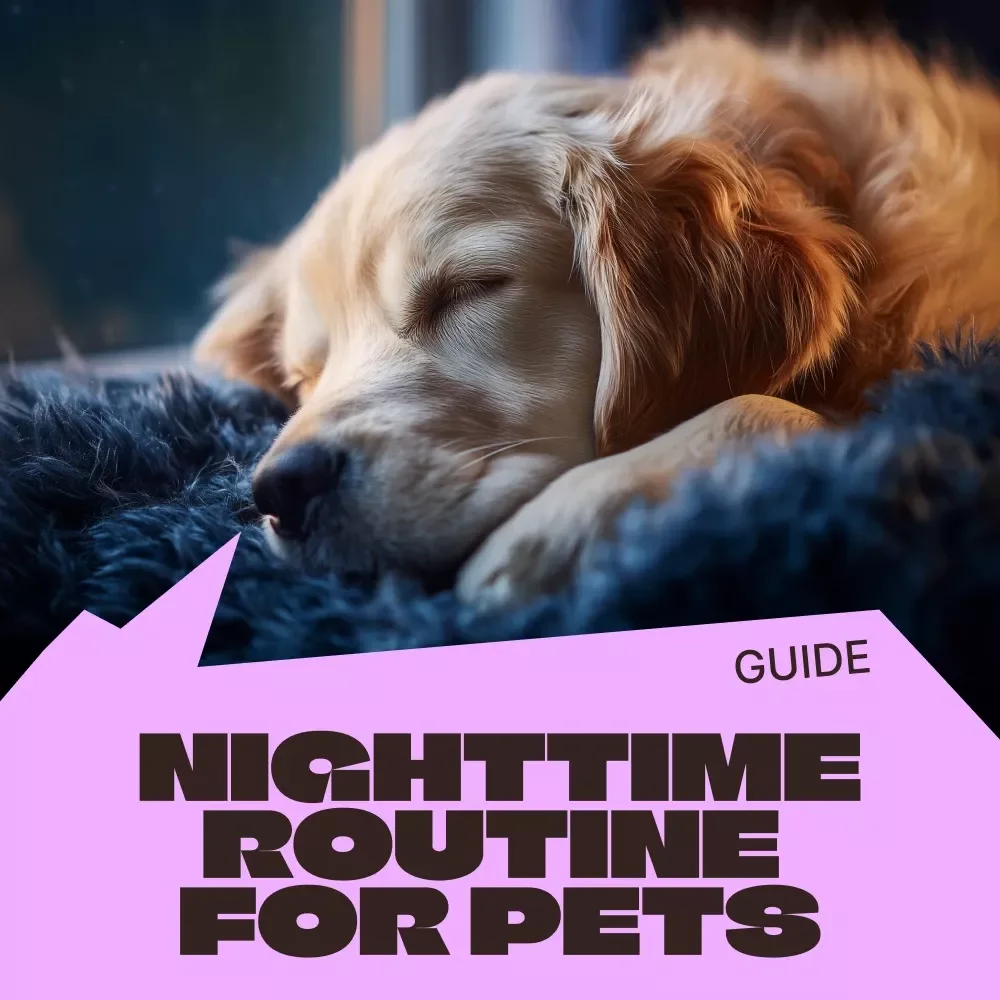 Creating the Perfect Nighttime Routine for Pets – Calm Evening Guide for Better Sleep, Behavior & Stress-Free Nights | Digital Download