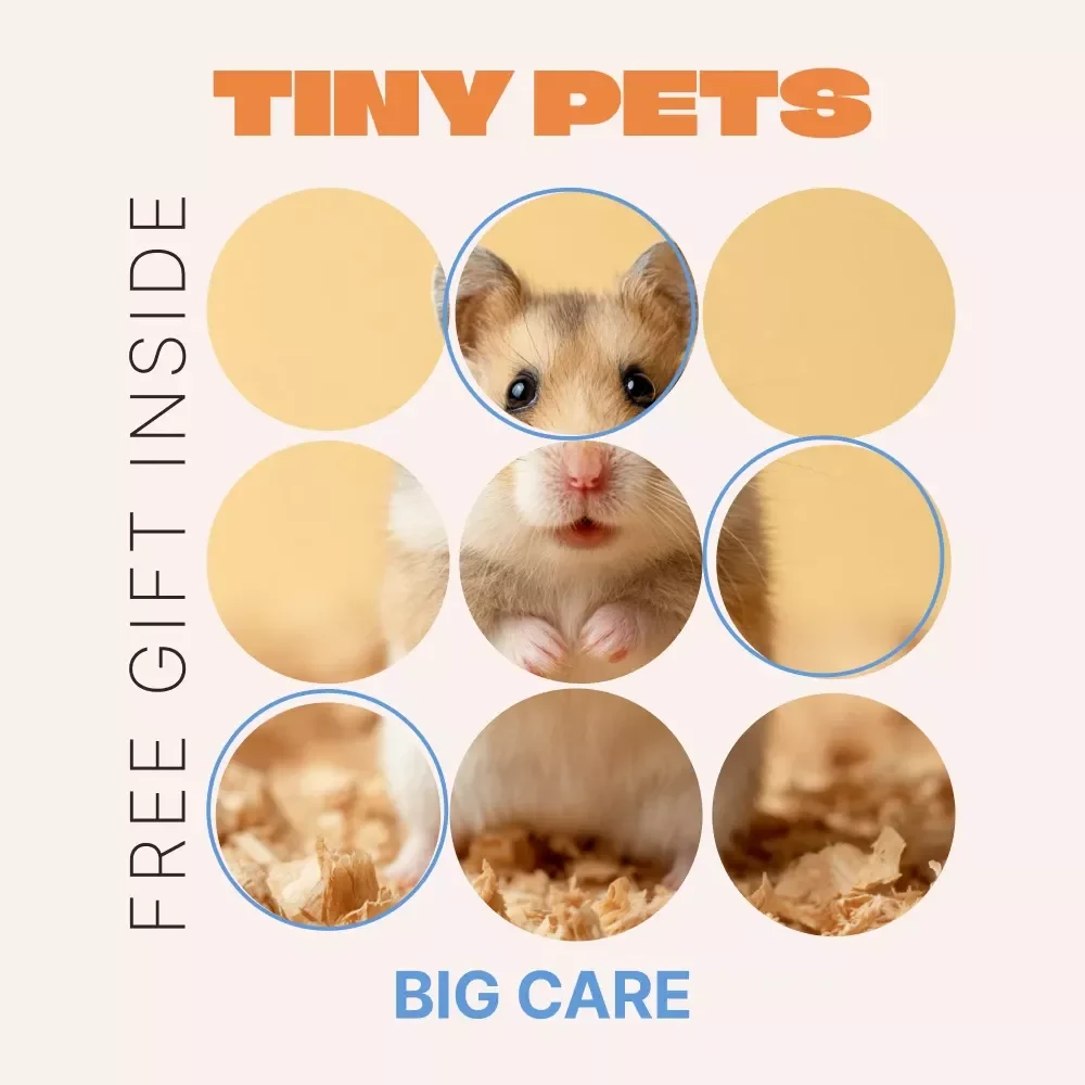 Tiny Pets, Big Care – Beginner Rodent Care Guide | rodent care beginner tips | Easy Setup, Daily Care & Confidence for New Owners