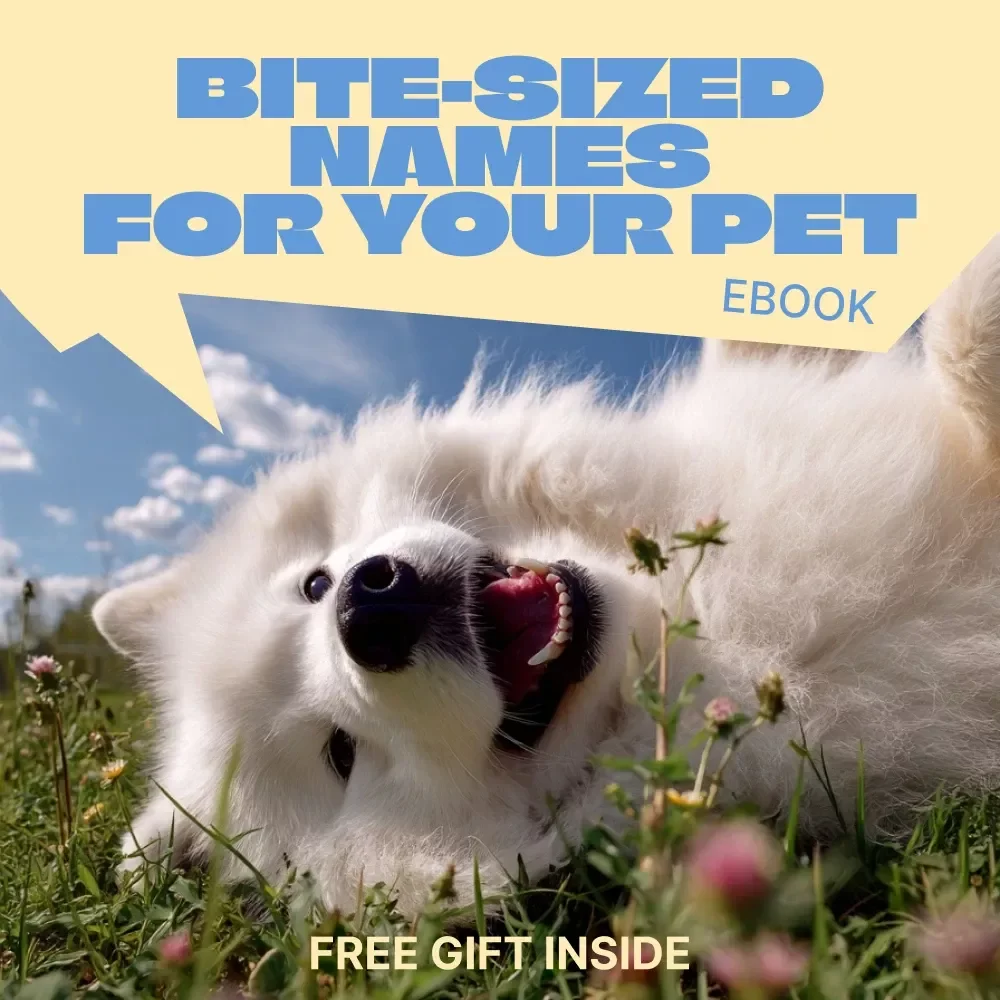 Bite-Sized Names for Your Pet – A Smart Guide to Short Pet Names That Work | Easy, Memorable & Train-Friendly Naming Guide