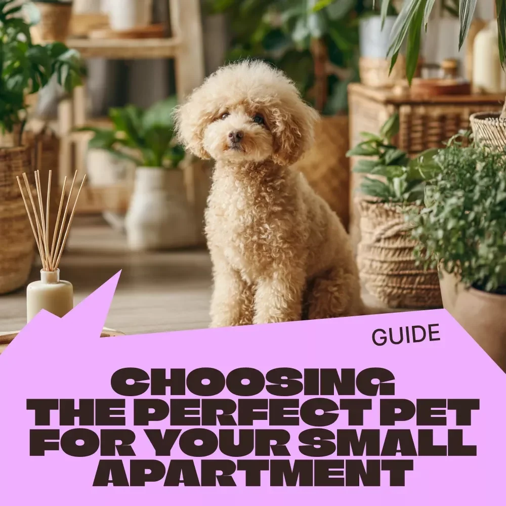 Choosing the Perfect Pet for Your Small Apartment – Practical Digital Guide to Finding the Best Pet for Small Apartment Living