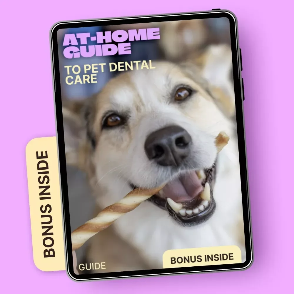 At-Home Guide to Pet Dental Care | Simple Pet Dental Care at Home Routine for Healthier Teeth & Happier Pets