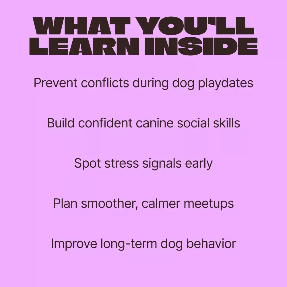 Tails in Sync: Safe Dog Playdates | Ultimate Guide to Playdates for Dogs Rules, Calm Introductions & Happy Social Time