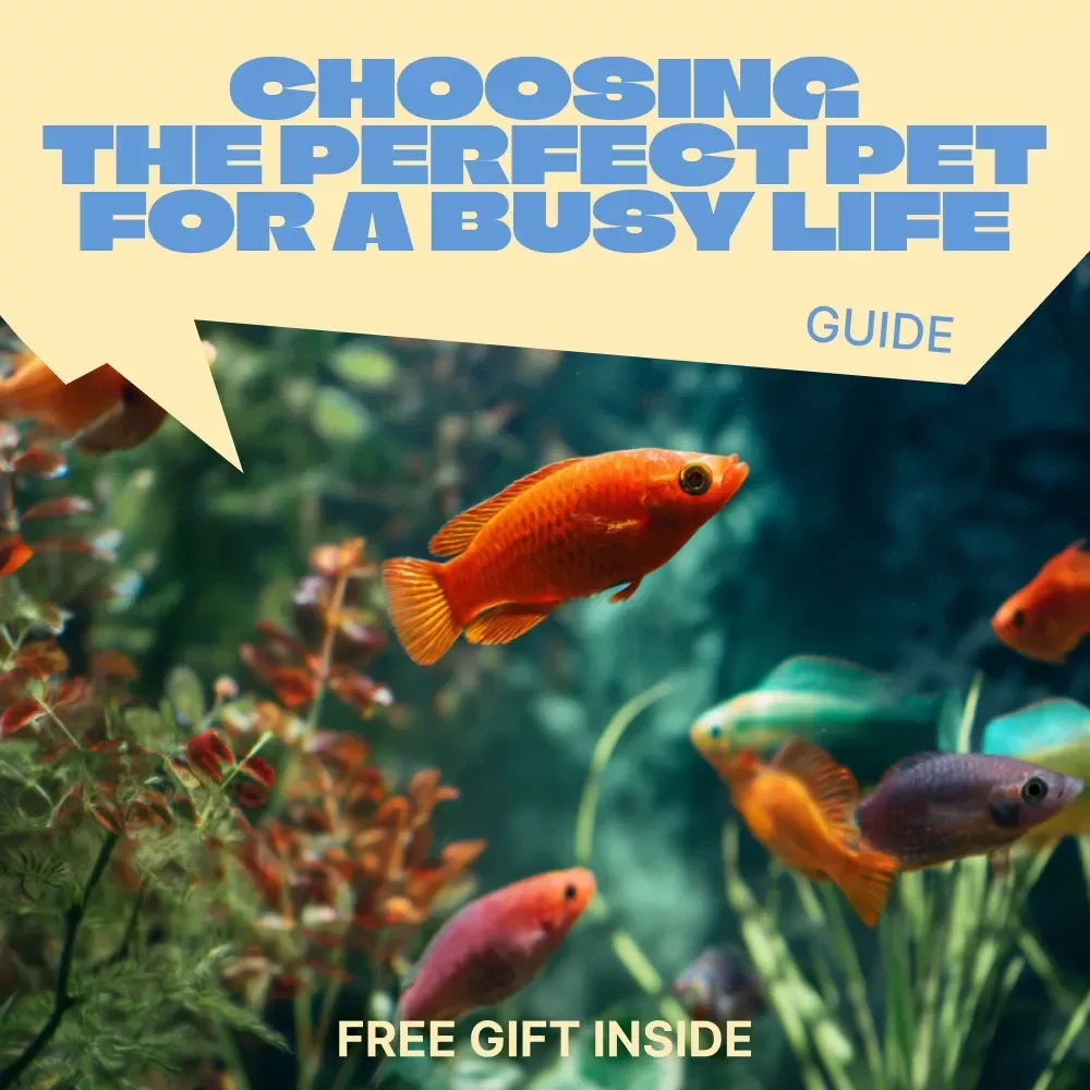 Choosing the Perfect Pet for a Busy Life – Smart Guide to Finding the best pet for busy people | Low-Maintenance Pets, Tools & Real-Life Tips