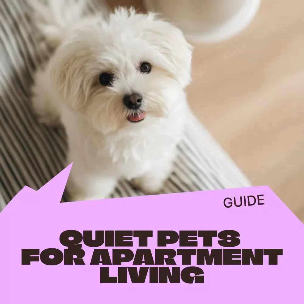 Quiet Pets for Apartment Living | Easy Guide to Quiet Pets for Apartments, Low-Noise Pet Choices, Apartment-Friendly Animals