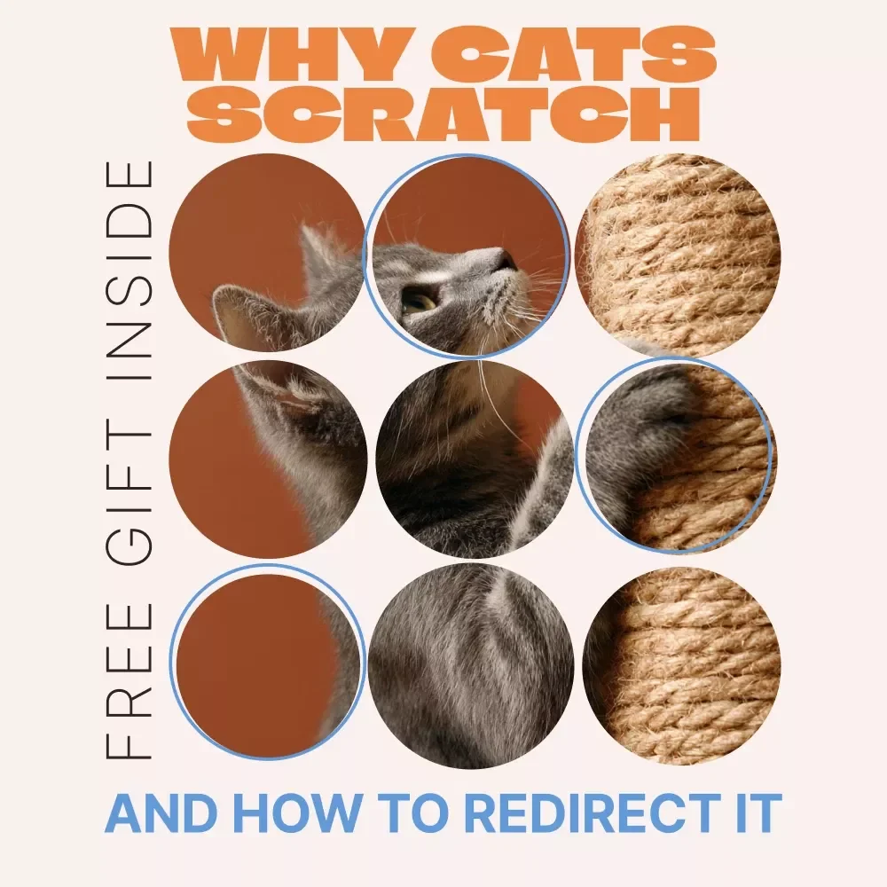 Why Cats Scratch and How to Redirect It | Practical Cat Behavior eBook Explaining Why Cats Scratch Furniture & How to Stop It