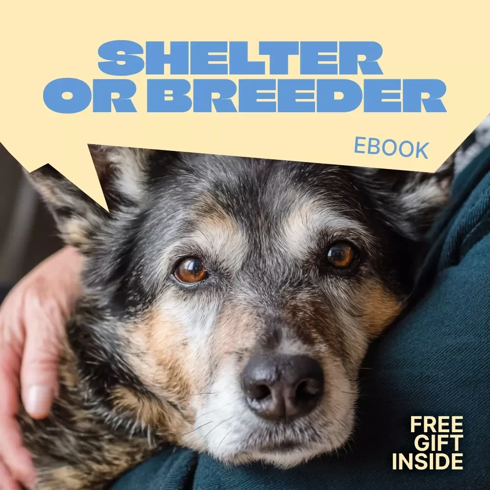 Shelter Or Breeder, Making the Right Choice | Honest Guide to shelter vs breeder differences | Pet Adoption & Buying Decision eBook