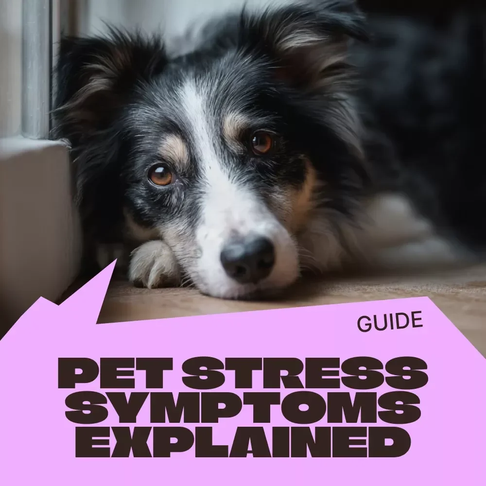Understanding Pet Stress Before It Escalates – A Practical Guide for Pet Owners | pet stress symptoms explained | Digital Download