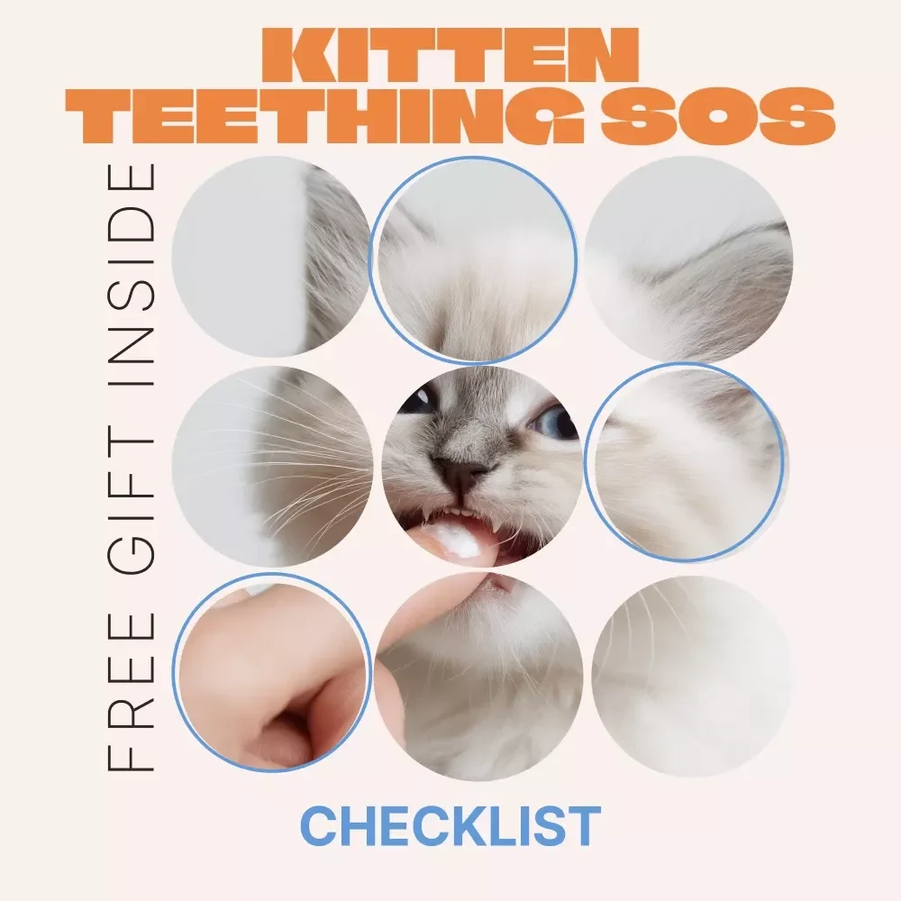 Kitten Teething SOS | Easy Checklist for New Cat Owners | Spot Kitten Teething Signs & Calm Chewing Chaos