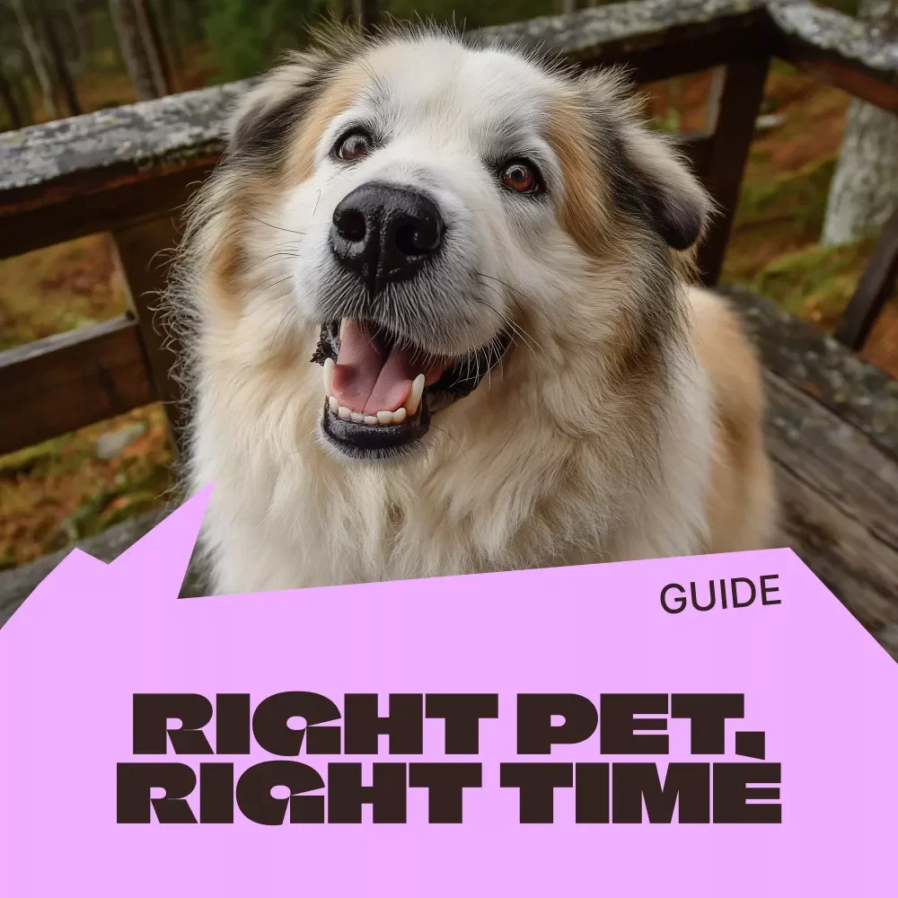 Right Pet, Right Time – A Thoughtful Ebook for Pet Adoption Regret Prevention, Smart & Confident Adoption Decisions