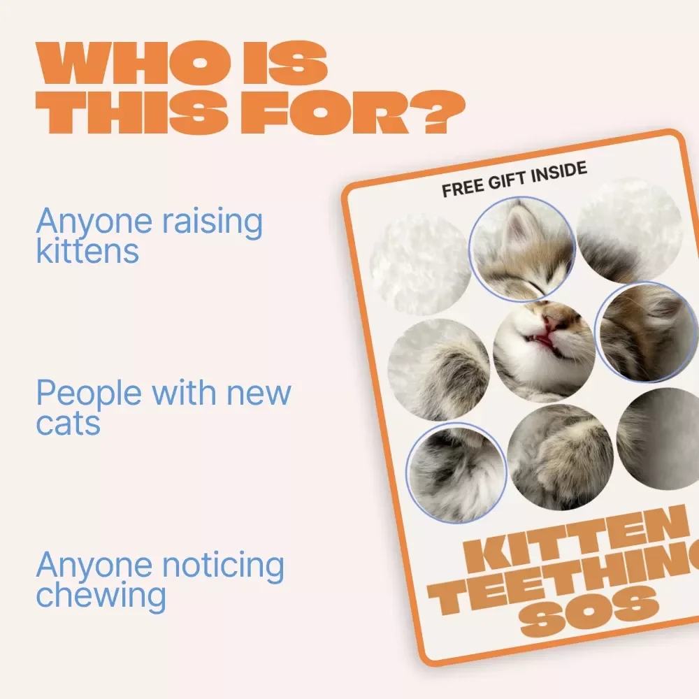 Kitten Teething SOS | Easy Checklist for New Cat Owners | Spot Kitten Teething Signs & Calm Chewing Chaos