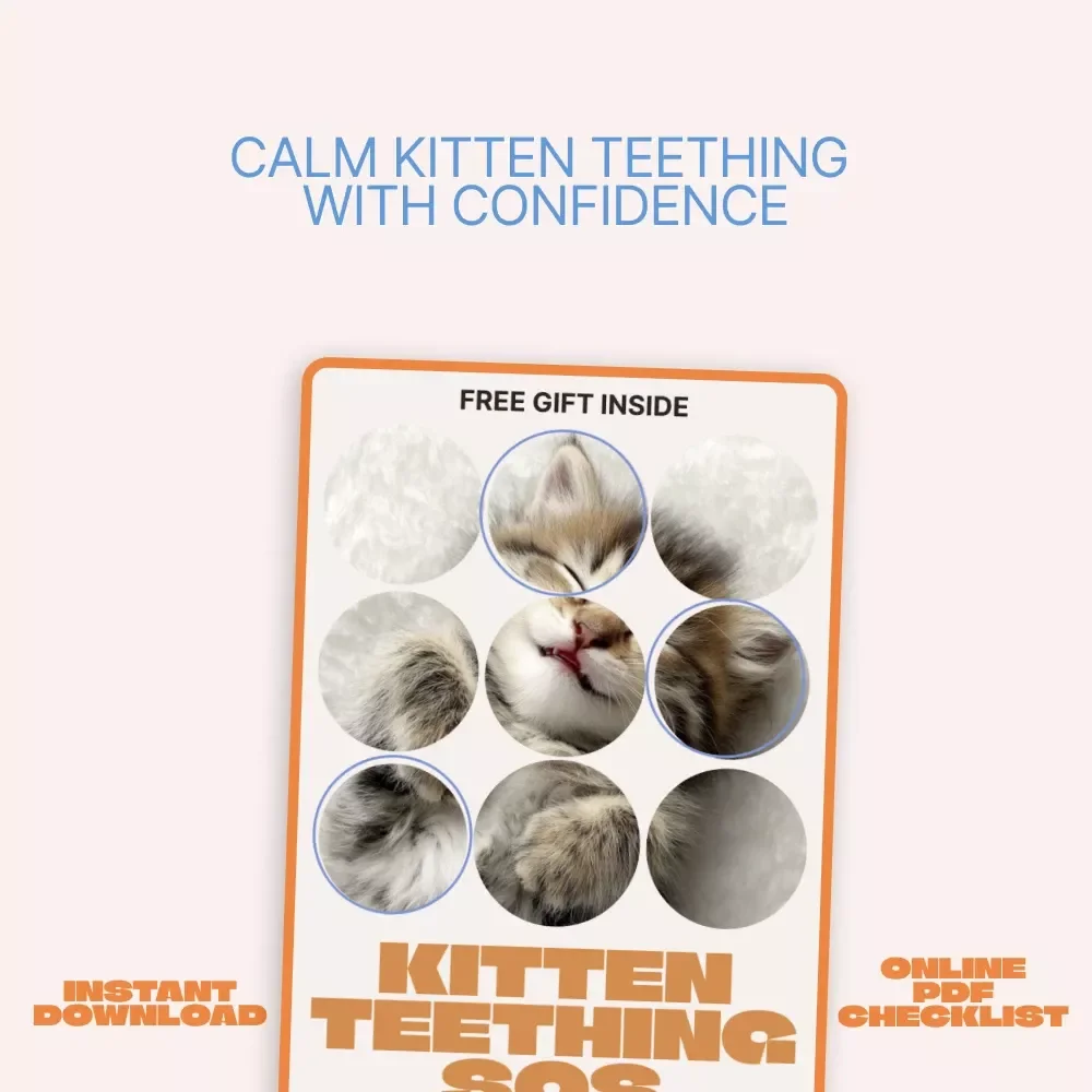 Kitten Teething SOS | Easy Checklist for New Cat Owners | Spot Kitten Teething Signs & Calm Chewing Chaos