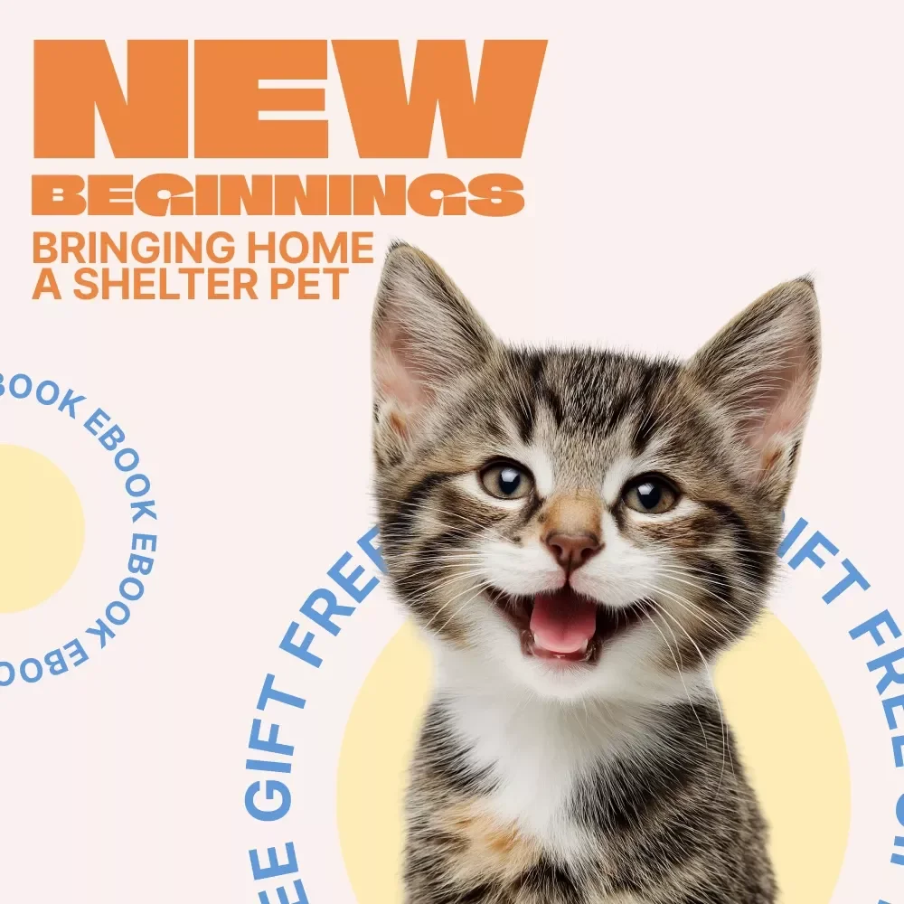 New Beginnings: Bringing Home a Shelter Pet – Adoption Guide for First-Time Pet Parents | adopting pet from shelter expectations