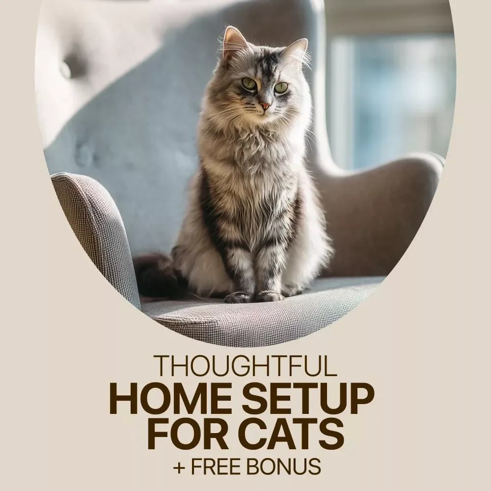 A Home That Makes Your Cat Feel Right at Home | Practical Guide to home setup for cats | Calm, Safe & Cat-Friendly Living Spaces