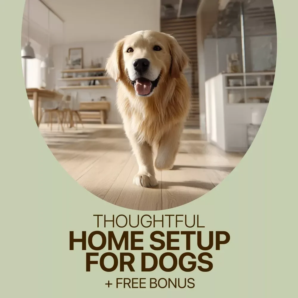 A Home Where Your Dog Feels Truly at Ease – Practical Guide for a Thoughtful Home Setup for Dogs, Calm, Comfort & Everyday Harmony