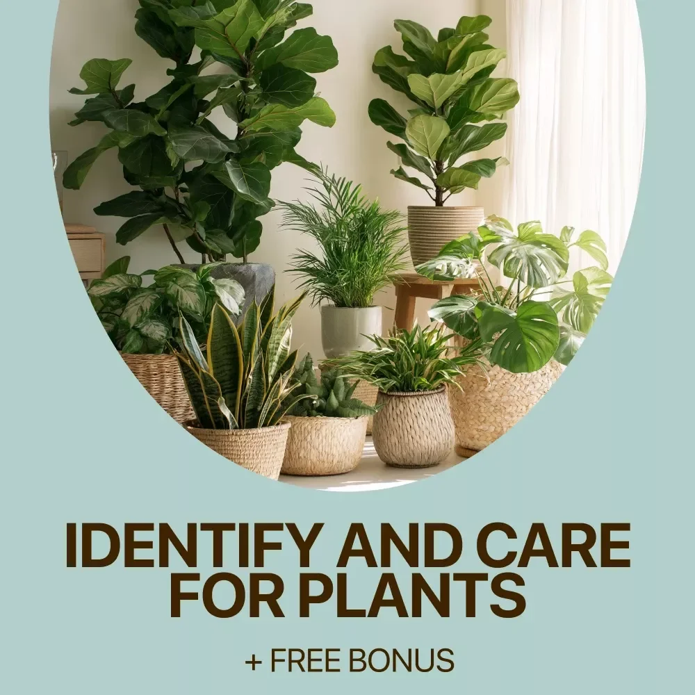 How AI Can Help You Identify and Care for Plants - A Digital Guide to AI Plant Identification Help