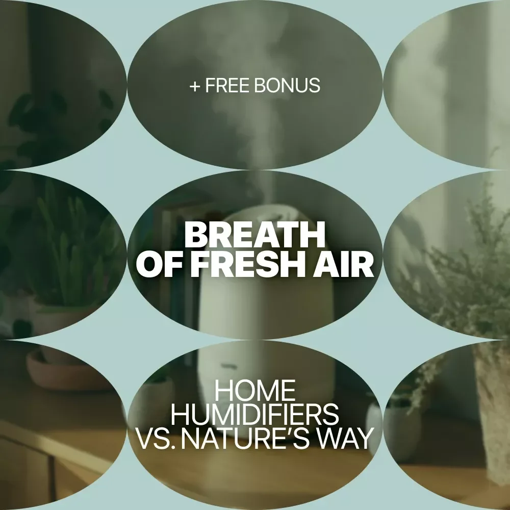 Breath of Fresh Air: Home Humidifiers vs. Nature’s Way - The Ultimate Guide to Boosting Your Indoor Air Quality