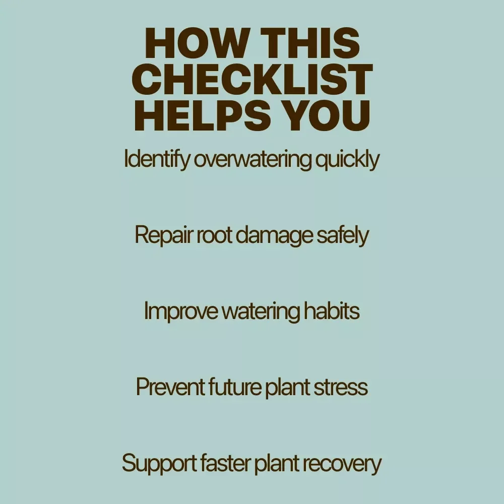 Help! I Overwatered My Plant – Easy Plant Care Checklist for Identifying Overwatered Plant Signs & Fixing Watering Mistakes
