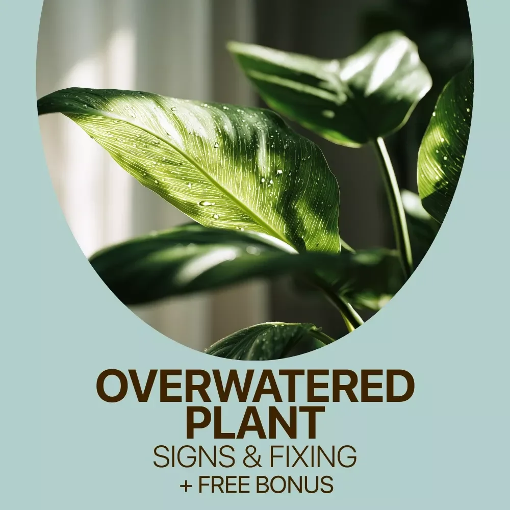 Help! I Overwatered My Plant – Easy Plant Care Checklist for Identifying Overwatered Plant Signs & Fixing Watering Mistakes