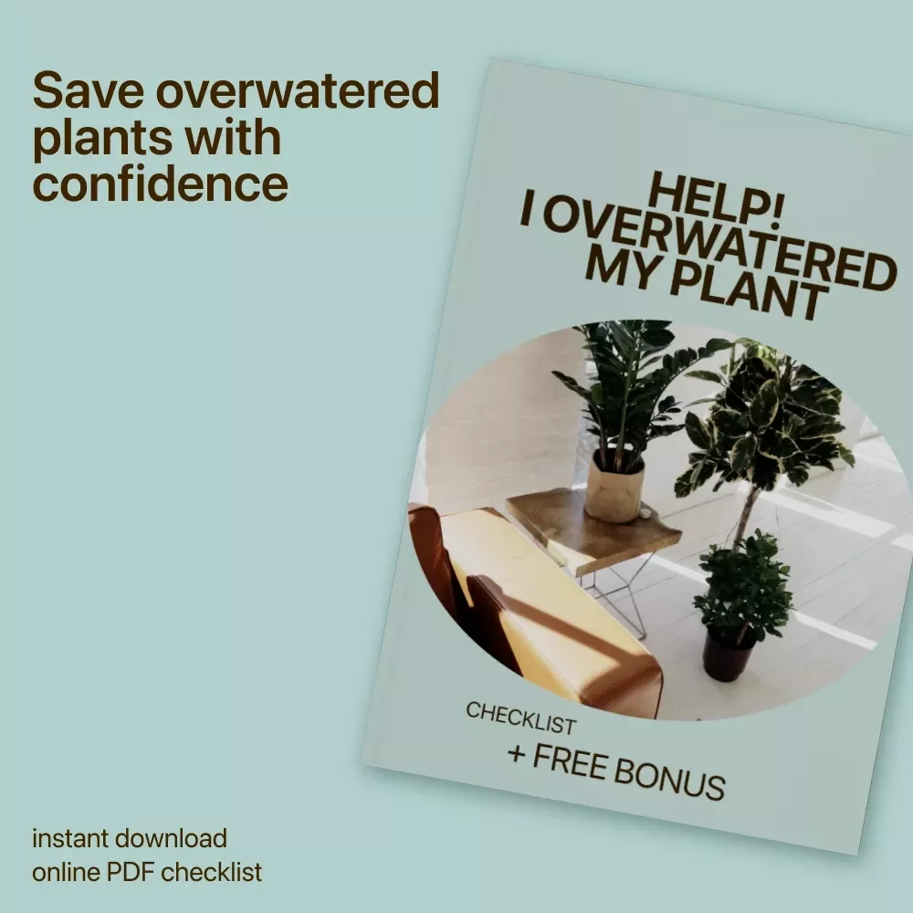 Help! I Overwatered My Plant – Easy Plant Care Checklist for Identifying Overwatered Plant Signs & Fixing Watering Mistakes