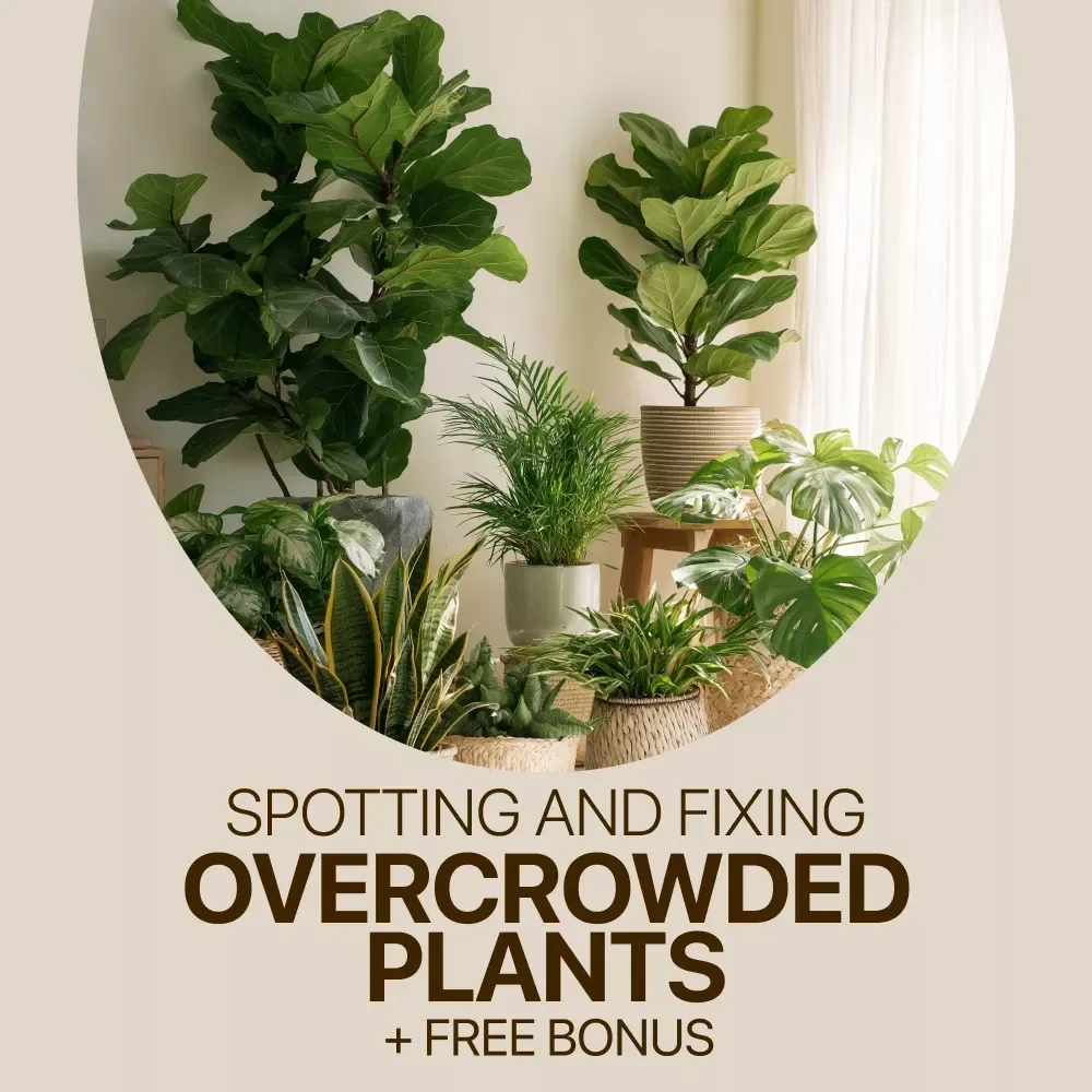 Spotting and Fixing Overcrowded Plants Checklist | Easy Plant Care Guide | Identify Overcrowded Plants Signs & Restore Healthy Growth