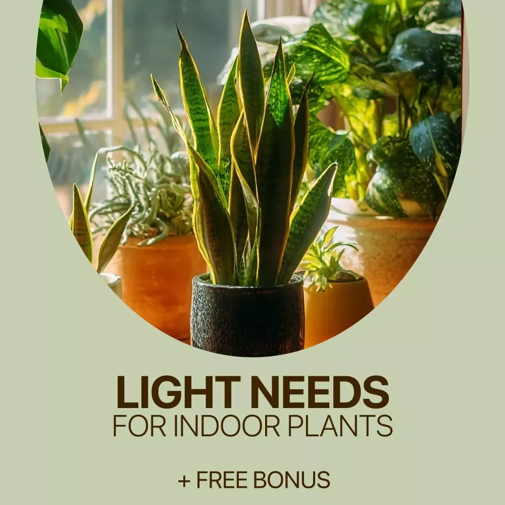 Indoor Plant Lighting Made Simple | Ebook Guide for Beginners | Indoor Plants Light Needs Explained | Digital Download