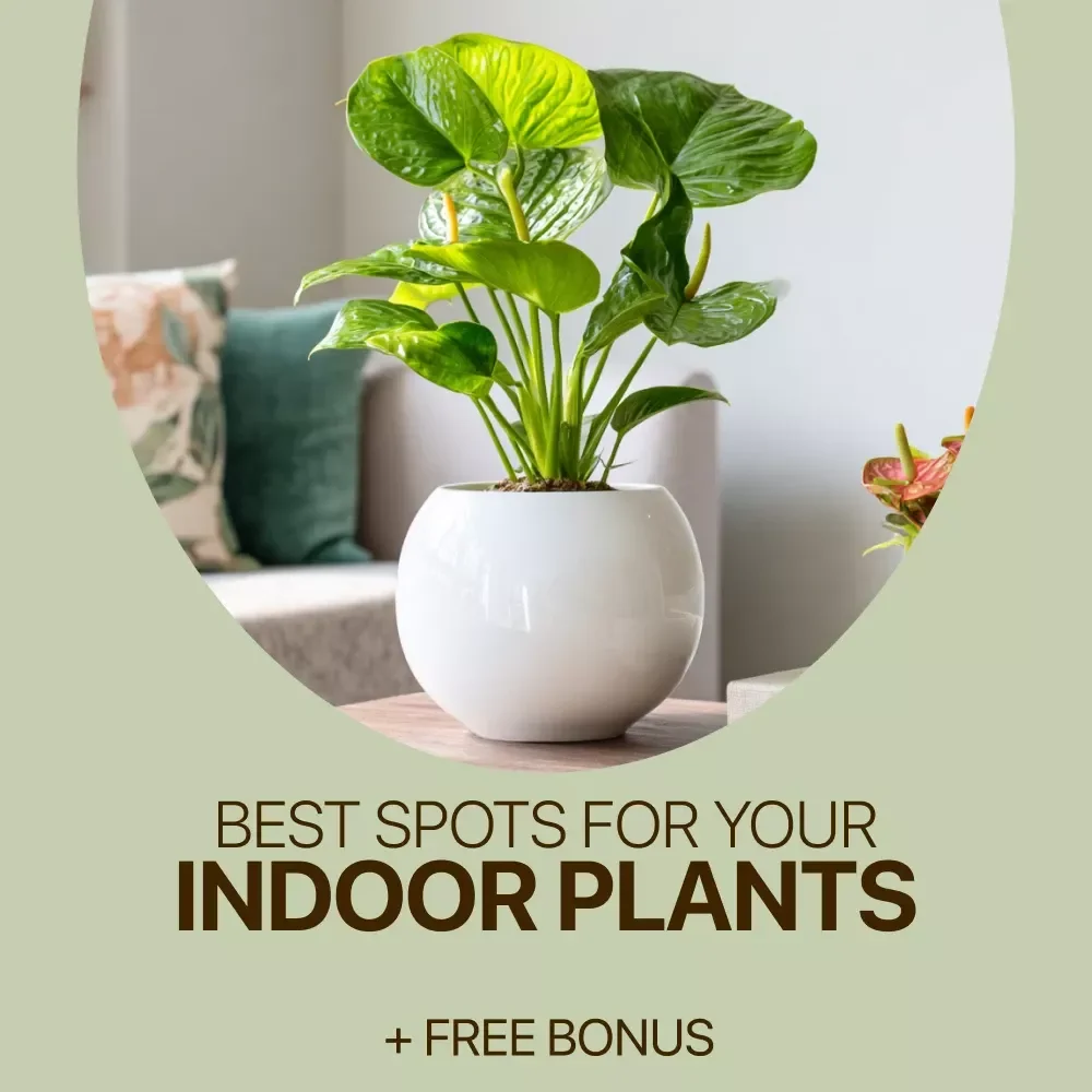 Find the Best Spots for Your Indoor Plants | Easy Home Plant Placement Checklist | best spots for indoor plants