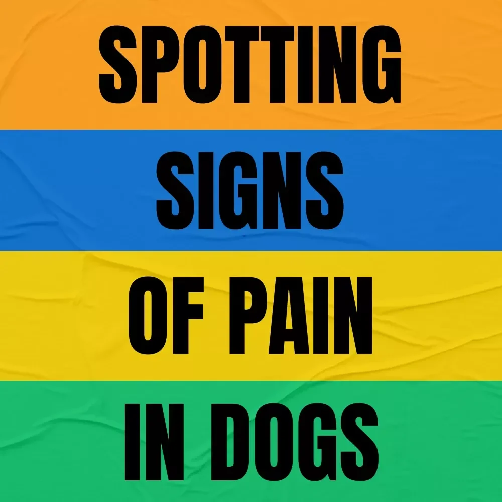 Spotting Signs of Pain in Dogs | Printable Checklist for Pet Owners | Easy Guide to Signs of Pain in Dogs