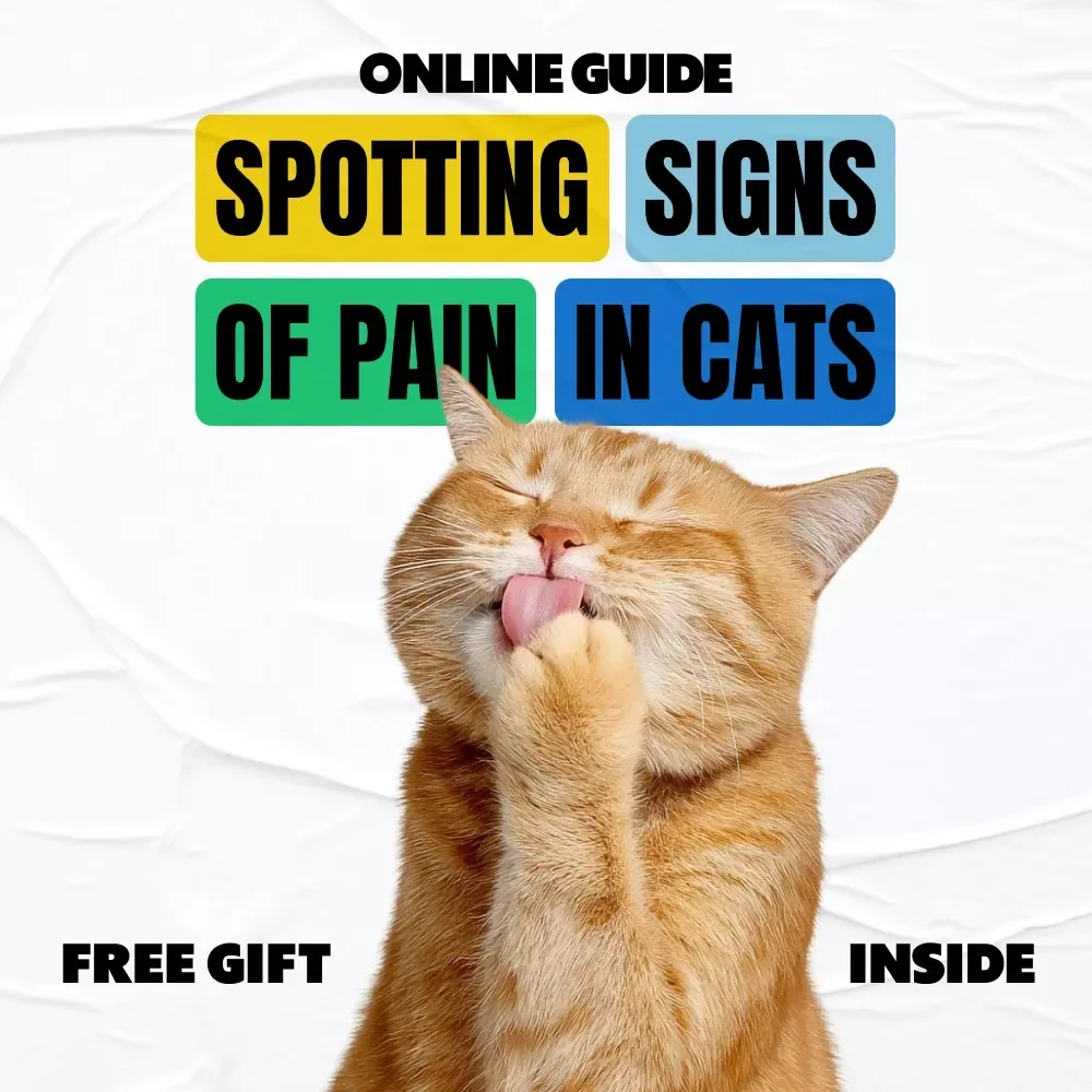 Spotting Signs of Pain in Cats – Printable Checklist for Pet Owners | Easy Guide to Signs of Pain in Cats