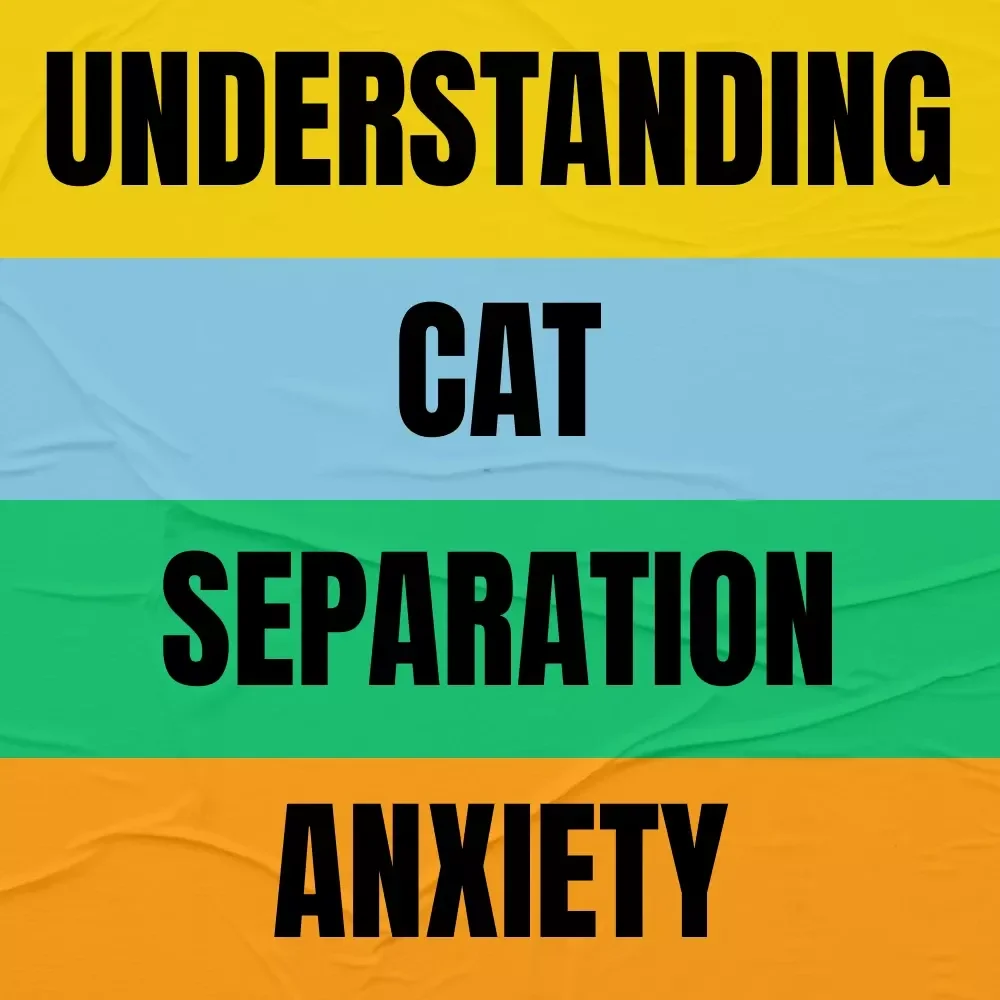 Understanding Cat Separation Anxiety – Compassionate eBook Guide to Recognizing Cat Separation Anxiety Signs & Helping Lonely Cats Feel Secure