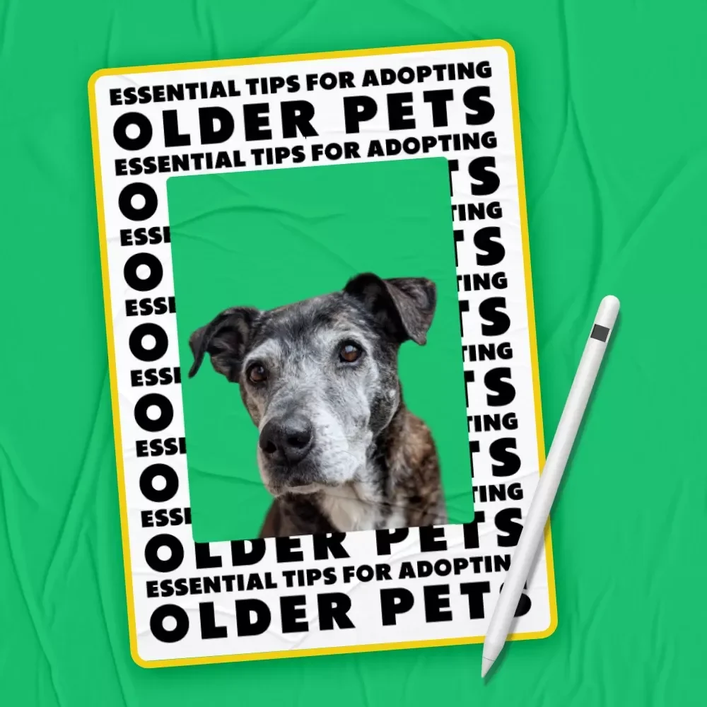 Essential Tips for Adopting Older Pets | Practical Guide with Proven Tips for Adopting Older Pets & Creating a Loving Forever Home