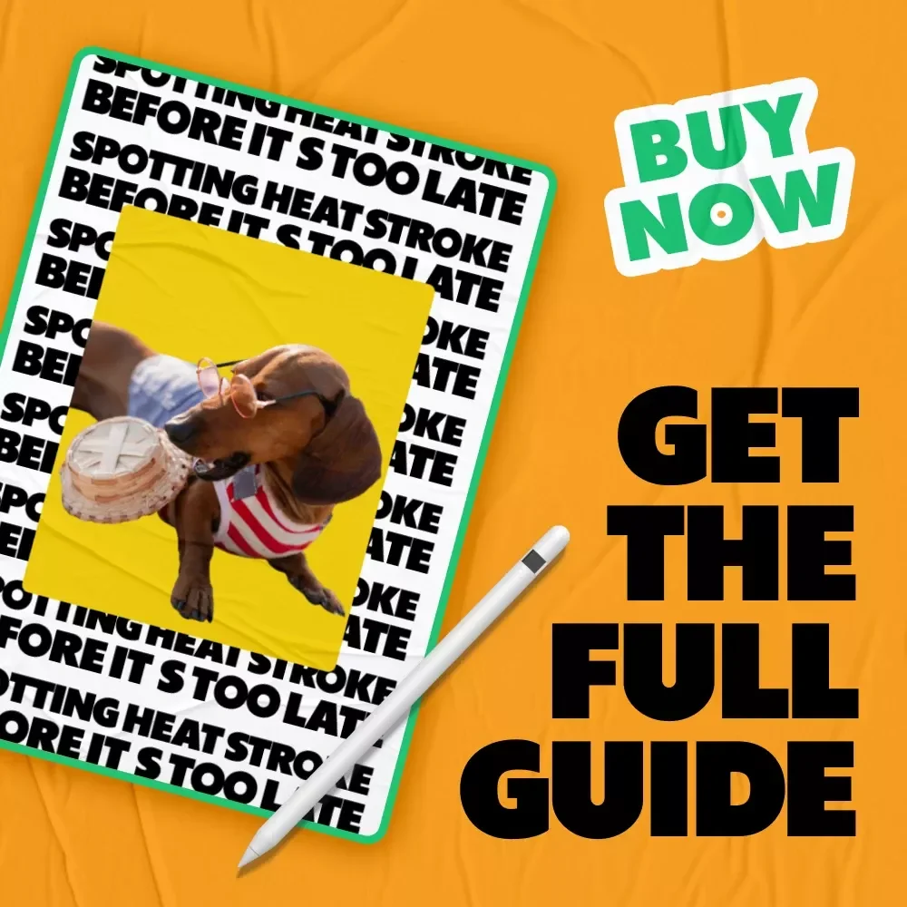 Spotting Heat Stroke Before It’s Too Late: A Comprehensive Guide for Dog Owners
